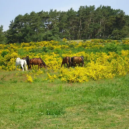 Uns Wiek-hus * מידלהאגן